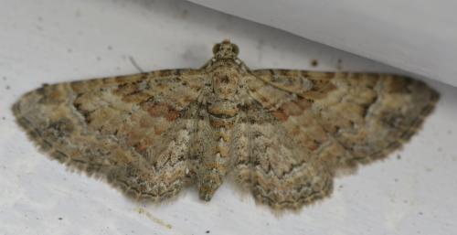 Réf. 215 120 : Gymnoscelis rufifasciata